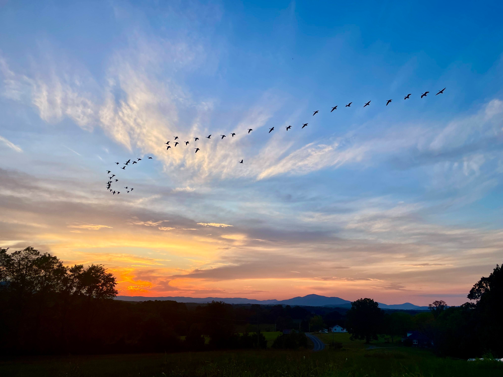 lots of canada geese near sunset and mountains